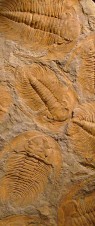 fosiles